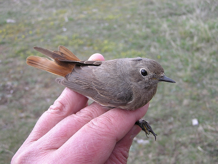 Black Redstart, Sundre 20050511